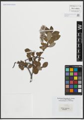 Foto von Salix arctica Pall.